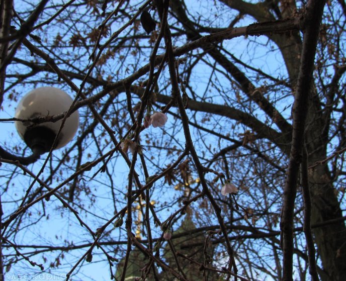 У центрі Мукачева деревце сакури, яке розквітає кожної осені, радує туристів рожевим цвітом – 03