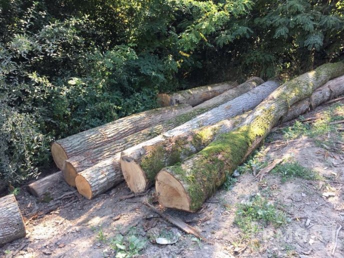 Чергову вирубку лісу виявили у мікрорайоні "Шипка", що у Мукачеві – 08