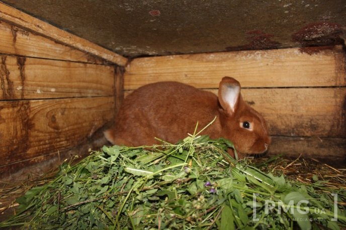 Закарпатець розводить кролів і непогано на цьому заробляє – 13