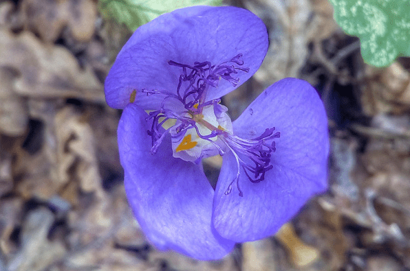 На Закарпатті розцвіли рідкісні квіти – 01