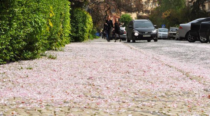 В Ужгороді випав квітневий "сніг" – 02
