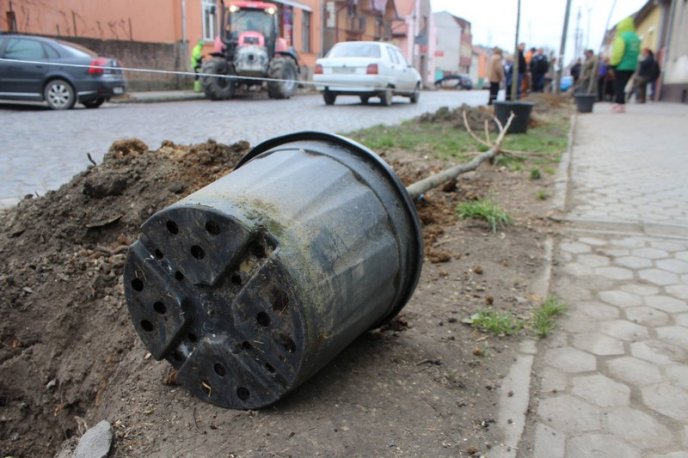 У Мукачеві висаджують кленову алею – 07