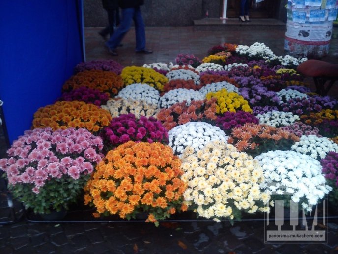 Частина центру Мукачева у вінках та квітах (ФОТО) – 01 Частина центру Мукачева у вінках та квітах (ФОТО) – 01