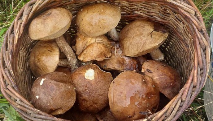 Тихе полювання: де на Закарпатті вже збирають гриби – 03