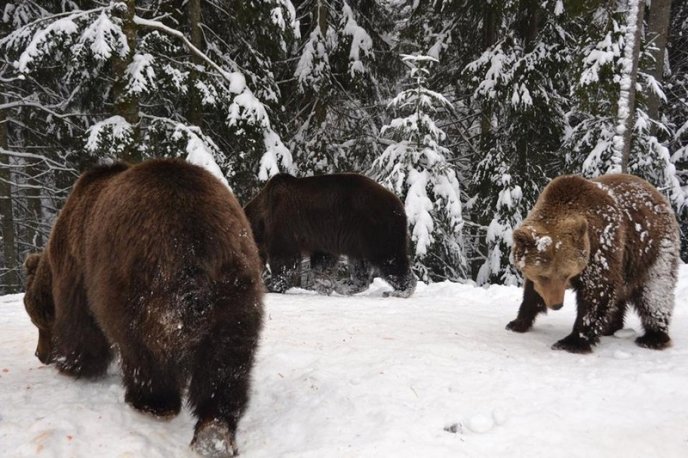 Соцмережі підкорюють фото ведмедів із Синевиру – 10 Соцмережі підкорюють фото ведмедів із Синевиру – 10