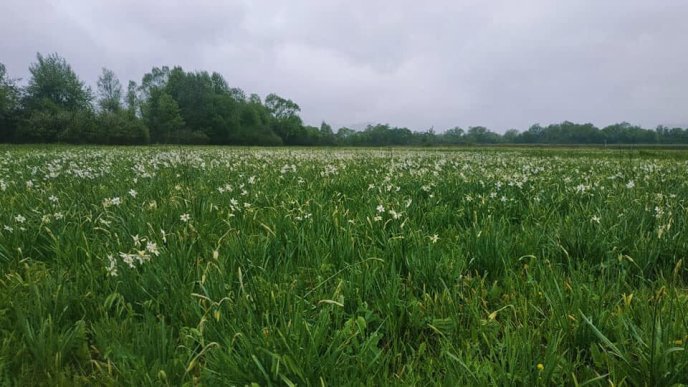 На Закарпатті почала квітнути "Долина нарцисів" – 01