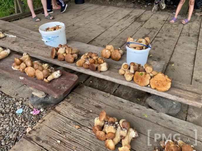 Грибний бум на Мукачівщині або як місцеві заробляють на дарах лісу – 10