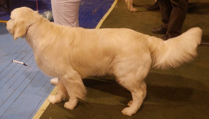 В Ужгороді визначили переможця Міжнародної виставки собак – 05