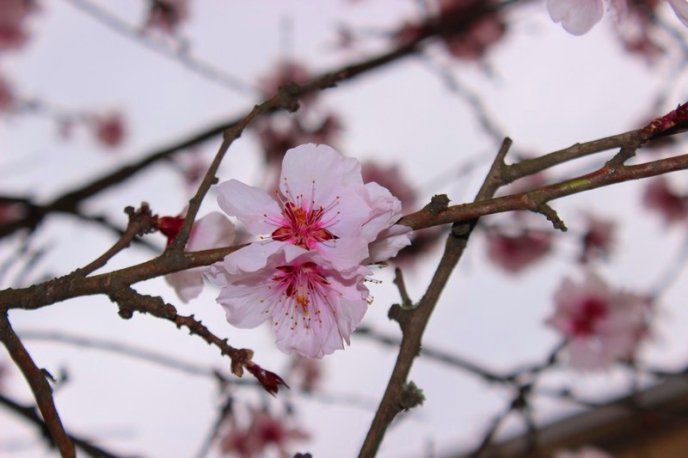 Цвітіння дерев у Мукачеві: краса у центрі міста – 10