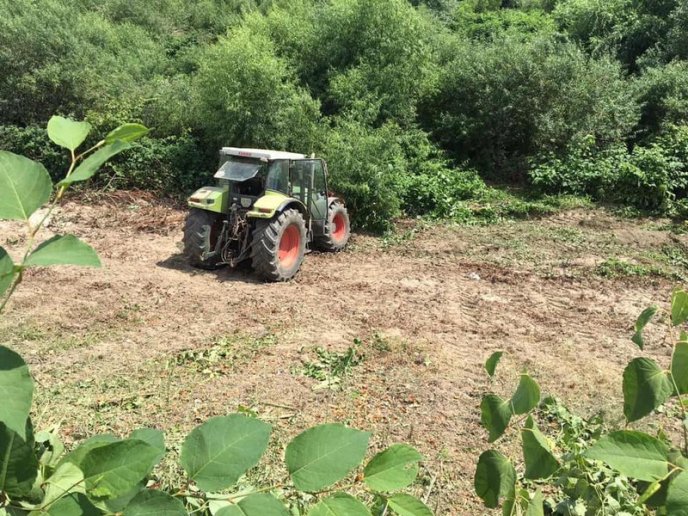 У Мукачеві береги Латориці очищають від борщівника – 02