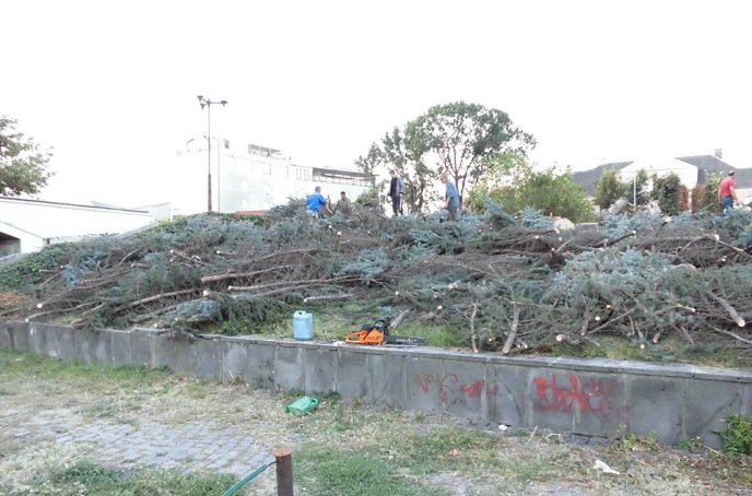 В Ужгородській міській раді прокоментували вирубку дерев біля драмтеатру – 03