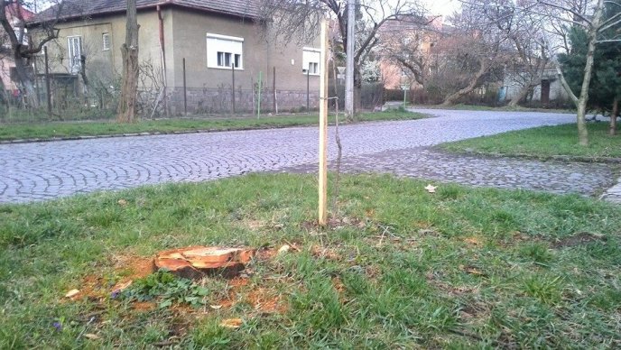 Новий інцидент: мукачівські комунальники зрізали сакури по вулиці Філатова (ФОТО) – 05