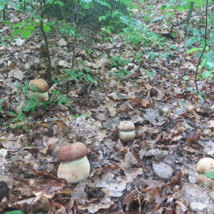 На Закарпатті вже збирають білі гриби – 02