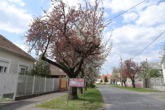 У Мукачеві біля сакур встановили туристичні таблички – 04