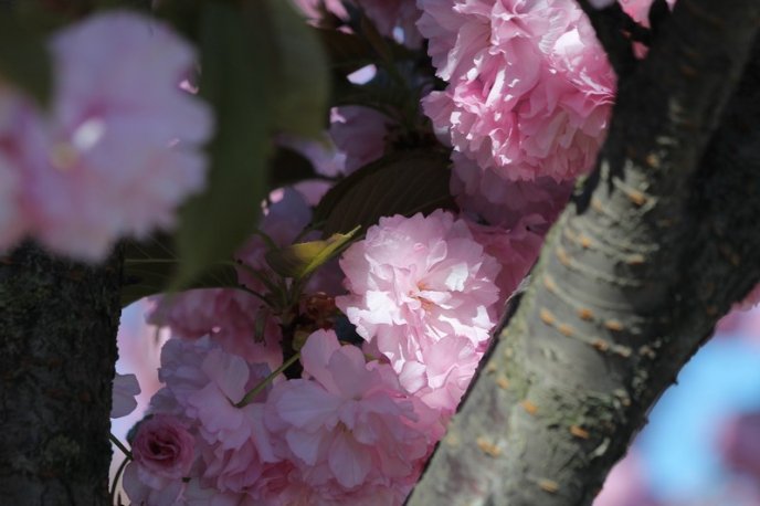 Неймовірна краса: у Мукачеві квітне найдовша алея сакур на Закарпатті – 10