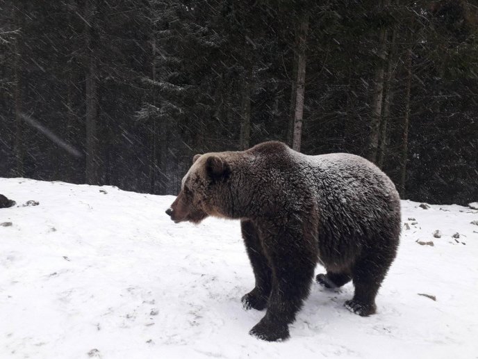 Як на Закарпатті ведмеді радіють снігу: оприлюднено відео – 03