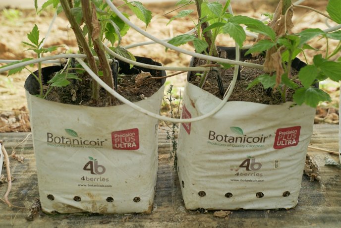 «Солодка» релокація: як на Закарпатті діє сучасна ягідна плантація – 05 «Солодка» релокація: як на Закарпатті діє сучасна ягідна плантація – 05