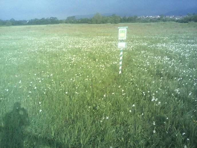 На Хустщині почала цвісти Долина нарцисів – 07