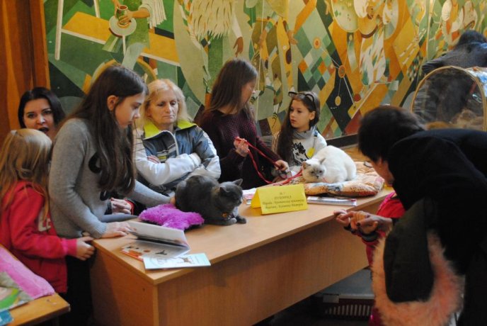 В Ужгороді відбувся конкурс краси серед котів "Міс Кіс – 2017" – 06