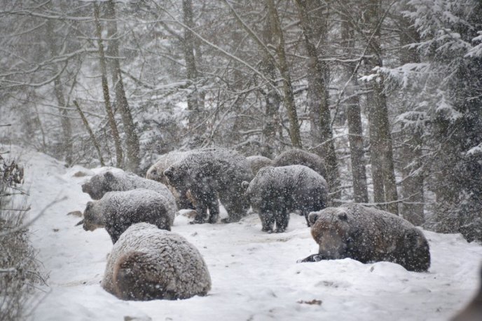 Соцмережі підкорюють фото ведмедів з Синевиру – 02 Соцмережі підкорюють фото ведмедів з Синевиру – 02