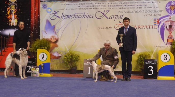 В Ужгороді визначили переможця Міжнародної виставки собак – 14