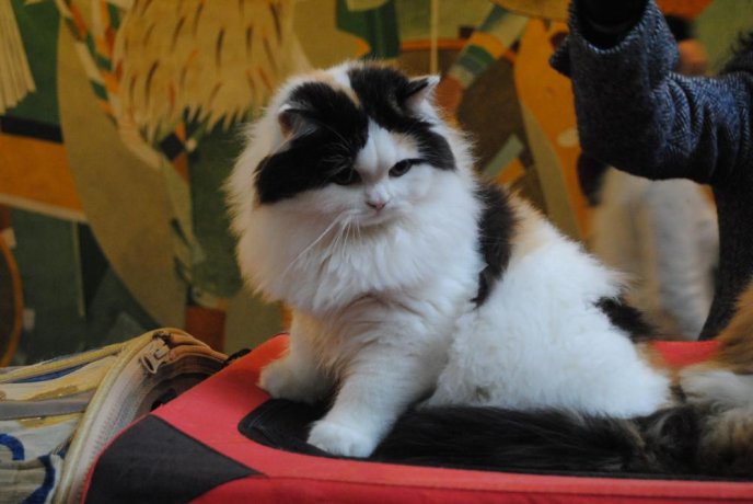 В Ужгороді відбувся конкурс краси серед котів "Міс Кіс – 2017" – 04