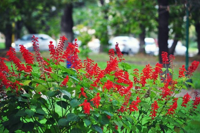 На площах Ужгорода висадили 1500 кущів хризантем – 11