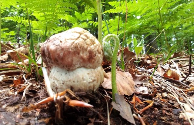 На Закарпатті з’явились перші у цьому році білі гриби – 05