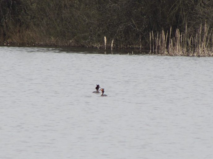 На озерах біля Мукачева оселилася зграя красенів-лебедів – 08