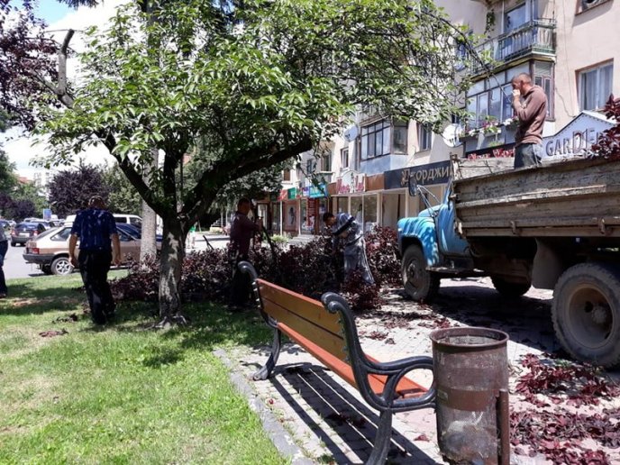 В Ужгороді на тротуар впала величезна гілка – 02