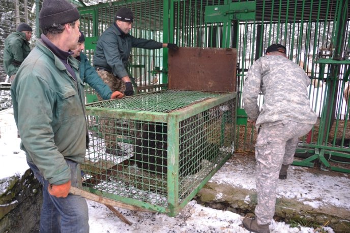 Трьох ведмедів, які 15 років провели у клітці, привезли на Закарпаття – 03 Трьох ведмедів, які 15 років провели у клітці, привезли на Закарпаття – 03