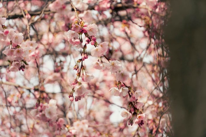 У Мукачеві розквітли перші сакури – 02