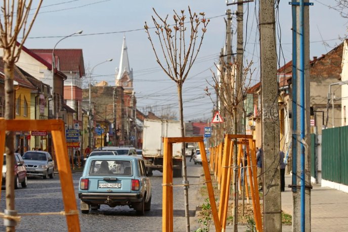 Мерія Мукачева показала кленову алею, висаджену на місці зрізаних дерев на вулиці Духновича – 07