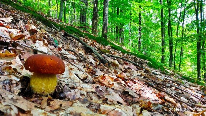 Грибний сезон: закарпатці діляться фотографіями із "тихого полювання" – 15