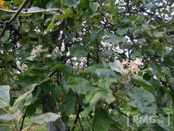 На Мукачівщині сфотографували диво природи – 02