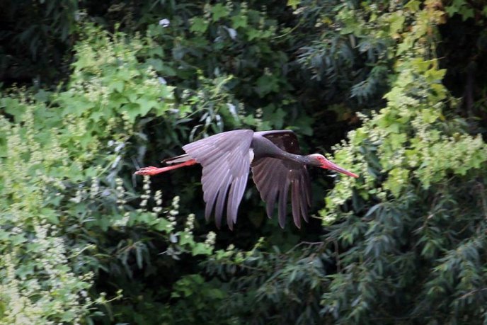 В Ужгороді помітили рідкісних чорних лелек – 01