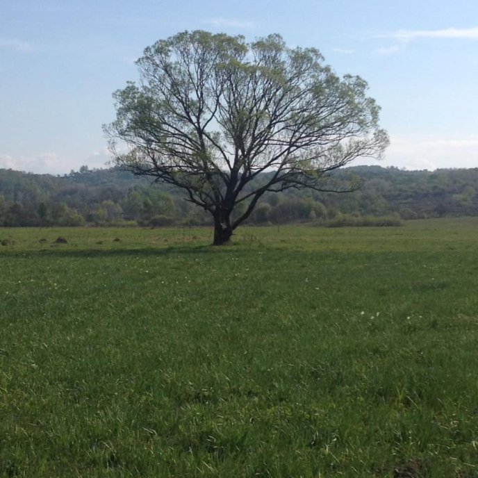 Перші вже розквітли: коли очікують масове цвітіння квітів у Долині нарцисів – 03