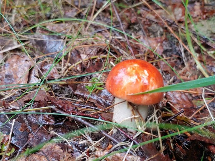 Грибний сезон на Закарпатті: в яких районах вже збирають гриби – 03 Грибний сезон на Закарпатті: в яких районах вже збирають гриби – 03