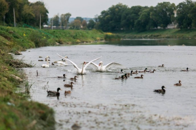Королівські лебеді прилетіли до Ужгорода з Будапешта – 06
