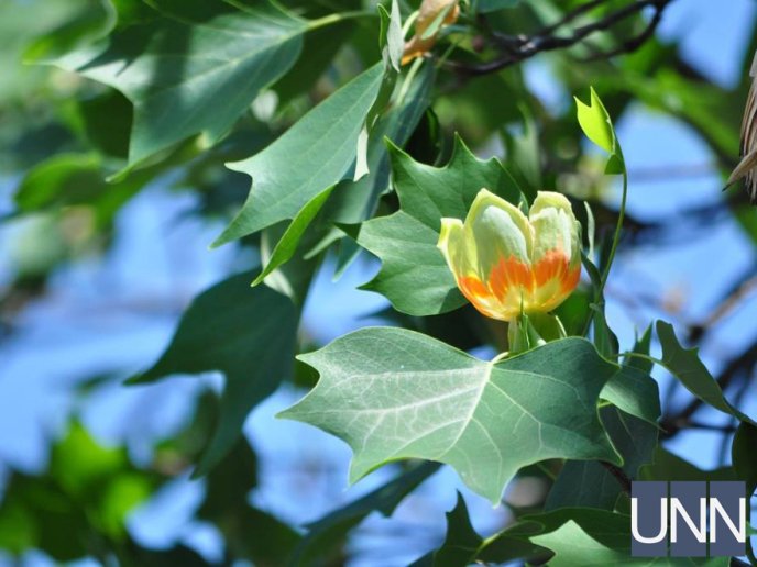 В Ужгороді квітне тюльпанове дерево – 02