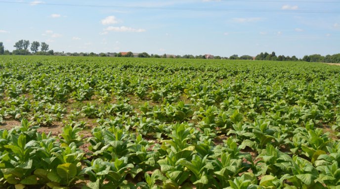 Як біля Мукачева тютюн вирощують – 02