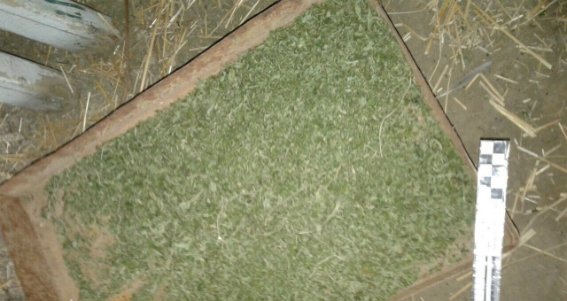 На Мукачівщині правоохоронці виявили плантацію коноплі – 02