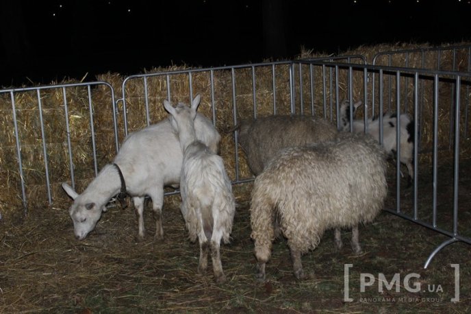 Яскраве святкування Дня святого Мартина у Мукачеві: парад ліхтариків, лицарські бої та вогняне шоу – 45 Яскраве святкування Дня святого Мартина у Мукачеві: парад ліхтариків, лицарські бої та вогняне шоу – 45