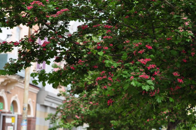 Центр Ужгорода знову стає рожевим: на вулиці Корятовича розквітає глід – 04
