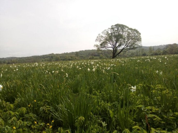 На Закарпатті вже почала квітнути Долина нарцисів – 01