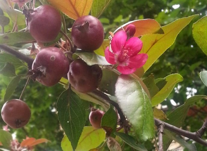 В Ужгороді сфотографували природну аномалію – 02 В Ужгороді сфотографували природну аномалію – 02