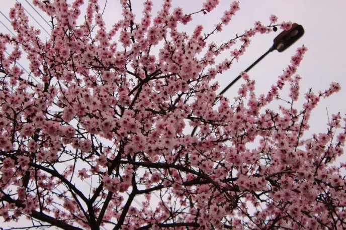 Цвітіння дерев у Мукачеві: краса у центрі міста – 01