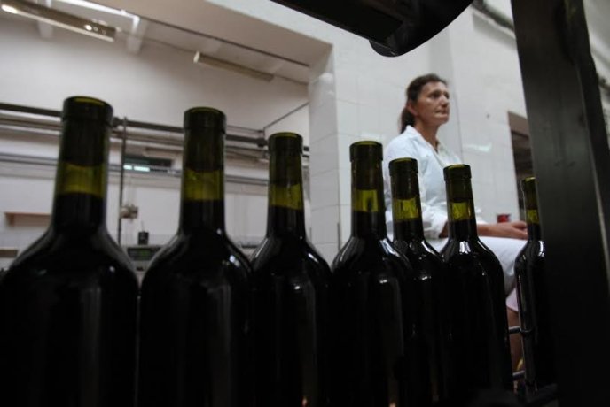 Під час візиту на Берегівщину губернатор Закарпаття пообіцяв захистити виноробів і пивоварів – 05