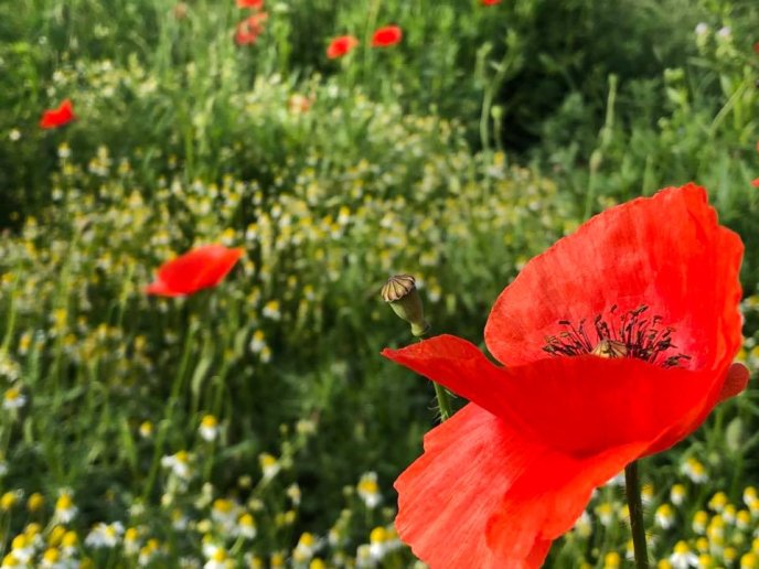 Нове місце для селфі: в інтернет-мережі показали фото мальовничого макового поля на Мукачівщині – 01