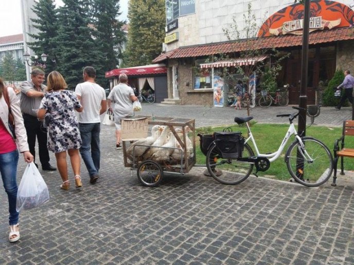 Сьогоднішній випадок у центрі Хуста здивував багатьох перехожих – 01